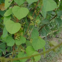 Cissampelos pareira L.